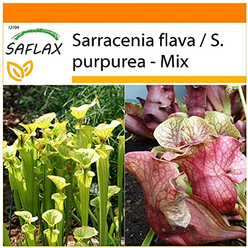 SAFLAX - Garden in The Bag - Pitcher Plant Mix - 10 Seeds - Sarracenia Flava/S. purpurea - Mix