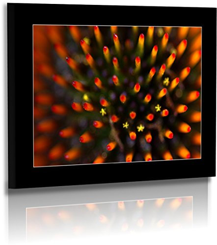 Premium Acrylglasbild XXL - Natur - Blumenfotos - Blume - Bild - Korbblüter - Abstrakte Bilder - Acrylglas : 40 cm x 30 cm