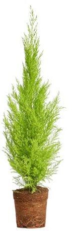 Ciprés de Monterrey | DECOALIVE | Cupressus Macrocarpa | Golden Crest | Exterior e Interior