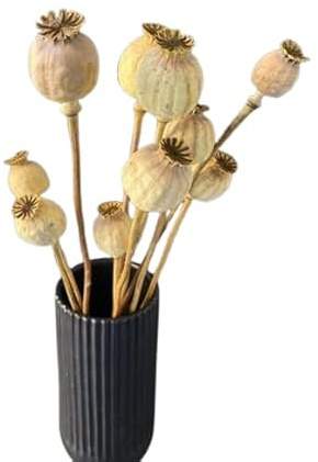 Papaver Natural Ramo de Flores Secas para Diseño Interior