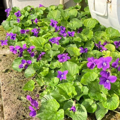 Duftveilchen wohnzimmer deko kräutersamen gartendeko für draußen balkonpflanzen kräutergarten wildblumensamen winterharte stauden für pralle sonne schnittblumen balkon deko blumenbeet 300samen