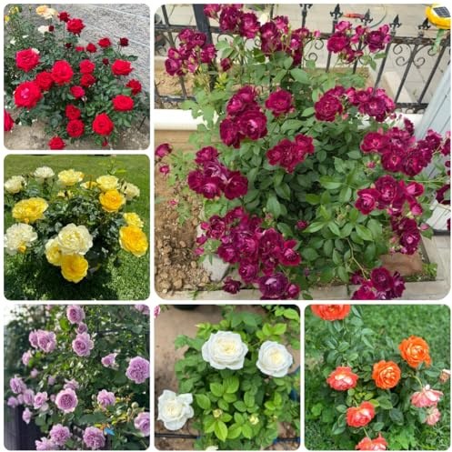 rosal de del balcón Rosa chinensis de jardín balcón silvestres, macizo exóticas Semillas cobertura del suelo, perennes, resistentes al invierno. Decoración 130semillas