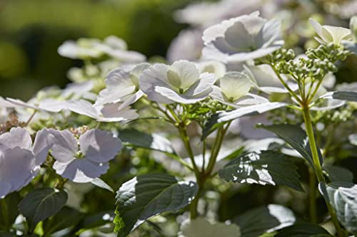 Hydrangea Garden Shrub Neat & Compact Variety with Many White Flowers, Chelsea Flower Show Plant of The Year 2018, 2 x Hydrangea Runaway Bride in a 2L Pot by Suttons (2)