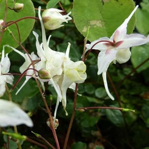 6x Elfenblume - Epimedium grandiflorum - Topf 9x9cm - Schattenstaude für Garten