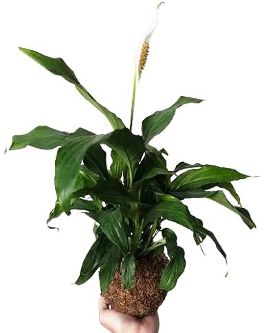 Kokedama Espatifilo con Bola de Musgo Vivo DECOALIVE Planta Natural de Interior