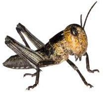 Feeders & More - Heuschrecken - Wanderheuschrecken KLEIN - 50 Stück - Lebendfutter Insekten Wanderheuschrecken - Futter für Reptilien, Bartagamen und Amphibien - Futterinsekten & Haustierfutter
