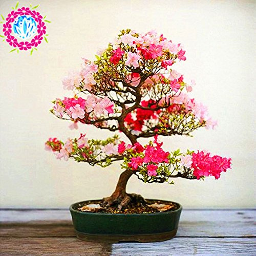 100pcs Iggy Azalea, Fioriture di rododendri in Vaso