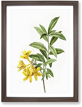 Yellow Azalea Flowers By Pierre Joseph Redoute Vintage Framed Print | A4 Walnut Framed Wall Art | Ready to Hang | Classic Floral Picture | Living Room Bedroom Lounge Office