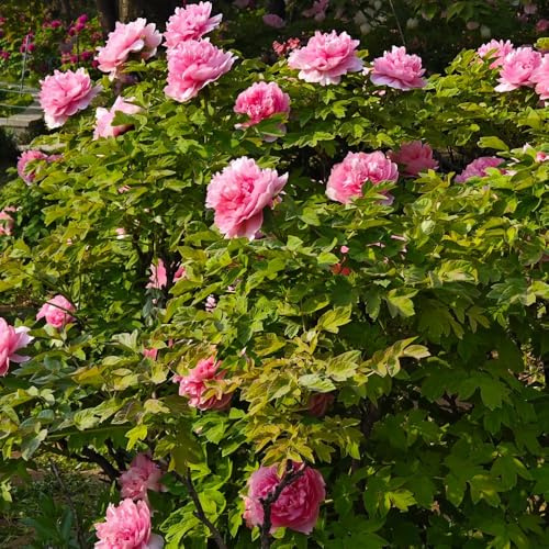 4zwiebeln pfingstrosen, gartendeko für draußen garten schnittblumen winterharte garten frühlingsblumen