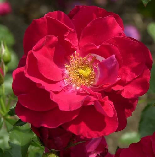 Kletterrose Rosengarten Zweibrücken 30-60cm - lebende Gartenpflanze aus den Baumschulen