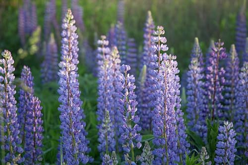Lupine (Lupinus angustifolius) Samen (in blau). Sehr guter natürlicher Gründünger! (1000 Samen = 170,0g)