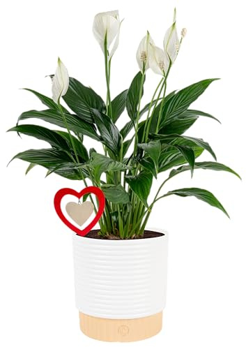 Costa Farms Peace Lily Live Indoor Plant, Spathiphyllum in Decorative Pot, Easy Care Houseplant, Natural Air Purifier, Flowering Office or Home Decor, Gift, 14-24 Inches Tall