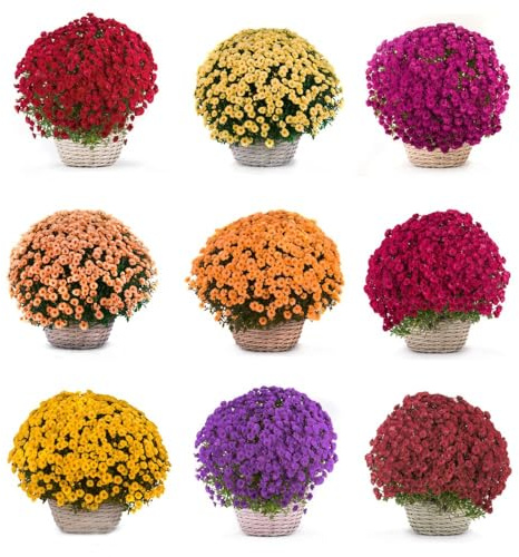 Semillas crisantemo semillas sombra, resistentes verano jardín 85pcs