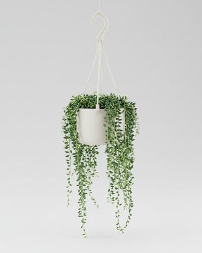 Senecio Herreianus - 12cm Topf x 20cm Höhe, tropische Zimmerpflanze, frische Hängepflanze, Blickfang für Wohnzimmer, Bad, Büro, pflegeleicht, luftreinigend, perlenförmige Blätter