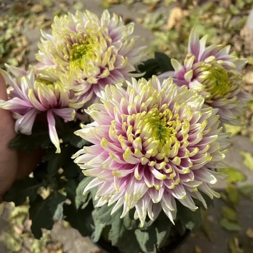 semi di crisantemo resistenti, giardino da balcone per letto rialzato, tappezzanti del terreno decorative 400pcs