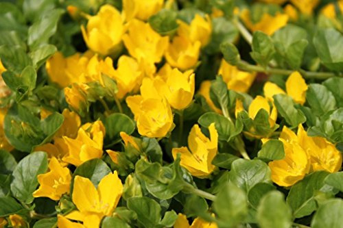 WASSERPFLANZEN WOLFF - Lysimachia nummularia - Pfennigkraut - Pfennig-Gilbweiderich - Münzkraut, gelb - QUALITÄTSSTAUDE im 9x9 cm Topf durchwurzelt - winterhart!