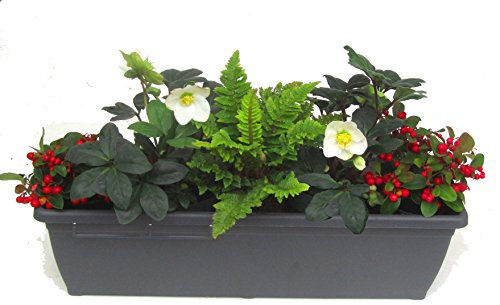 Edles, wintergrünes Balkonpflanzen-Set mit Christrosen 5 winterharte Stauden