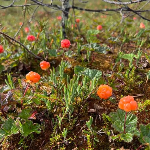 Semi di rovo camemoro biologici, da nani resistenti Rubus chamaemorus, semi di bacche da balcone da appartamento semi rari frutteto colonnare 65pcs
