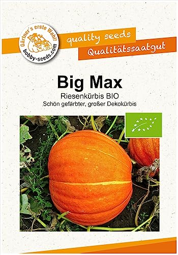 Big Max BIO Kürbissamen von Bobby-Seeds Portion