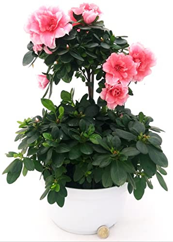 POWERS TO FLOWERS - AZALEA ALBERELLO ROSA IN CIOTOLA PIU' CESPUGLIO, pianta vera