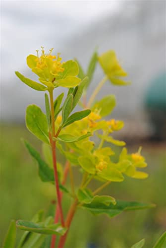 Euphorbia palustris 9x9 cm Topf – Winterhart, Mehrjährig, Pflegeleicht – Sumpf-Wolfsmilch – Staude für Garten & Teichrand