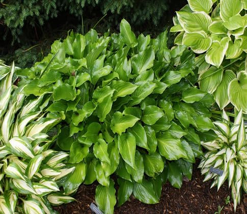 40 graines de plantes Hosta fraîches et neuves
