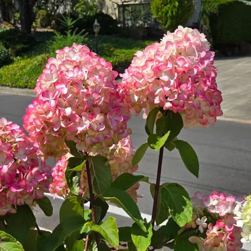 ortensia a pannocchia - semi di ortensia rampicanti, da giardino roccioso ortensie a pannocchia semi di selvatici da ombra Decorazioni per giardini esterni, 25semi