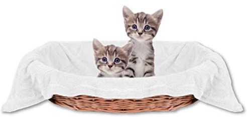 Bestlivings Haustierdecke Katzendecke Kuscheldecke Tierdecke, angenehm und super weich in vielen erhältlich (60x80 cmweiß - Creme)