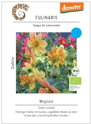 Blumensamen, Dahlie 'Mignon'