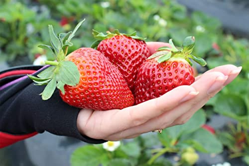 KIRA SEEDS - Seeds Strawberry Fresca Giant - Everbearing Fruits for Planting - GMO Free