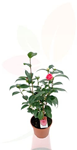 Arbusto Natural para Zonas Sombrías Camellia Japonica