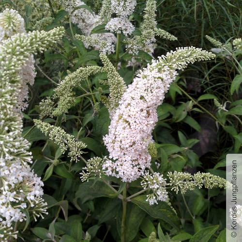 Schmetterlingsstrauch, Buddleja 'Rêve de Papillion® White' weiß, Topf 5 Liter