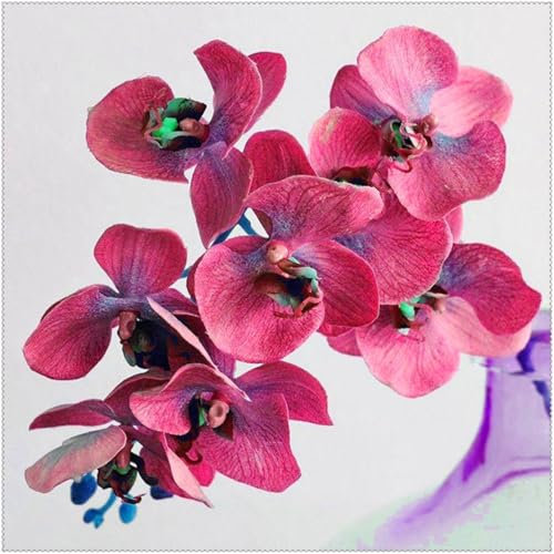 Cymbidium Orchid bulbi,Orchidea Del cymbidium,Ambiente paesaggistico,Decorazione del giardino,perenni,Cymbidium pianta(Non Fiori artificiali,senza semi)-15 bulbi-A