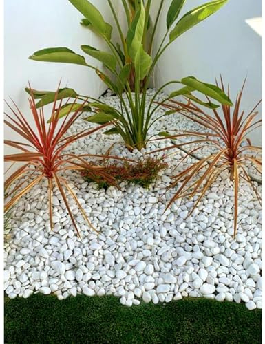 Jardin202 - Piedras de Canto Rodado Blanco 25kg – Decoración Jardín Exterior y Macetas | Tamaños 20/25, 20/40 y 40/60 mm | 40/60 -