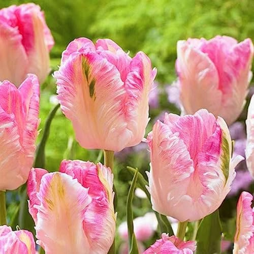 Tulpen - winterhart, gefüllt, großblütig, mehrjährig, ideal für Garten und Balkon, einfach anzubauen – perfekt für Anfänger-10Rhizome-D