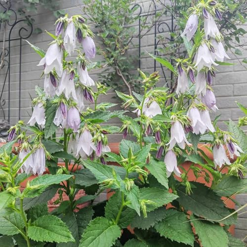 glockenblumesamen winterharte kübelpflanzen glockenblume hochbeet balkon bodendecker winterhart mehrjährig 250pcs