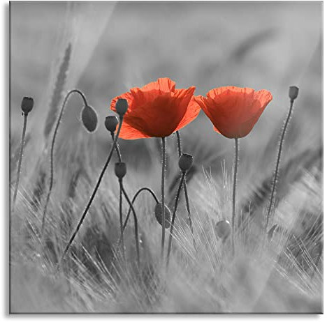 Pixxprint Glasbild, Wandbild auf Echtglas, Mohnblumen auf einem Feld, 50x50 cm, inkl. Aufhängung und Abstandshalter