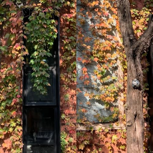 semi resistenti di vite selvatica, giardino, per esterno, aiuola, 200pcs