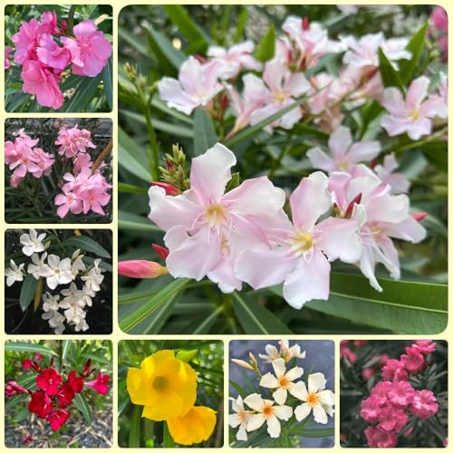 Semillas de adelfa - de jardin Adelfa Nerium - exóticas resistentes de balcón resistentes de jardín 20pcs