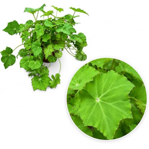 POWERS TO FLOWERS - Begonia Rex Lime, Pianta Vera da Interno, Vaso 13cm, Fogliame Verde Lime