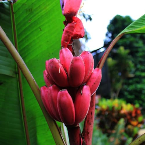 semi resistenti di banano, banana - colonnari per il giardino biologici da balcone decorative 200pcs