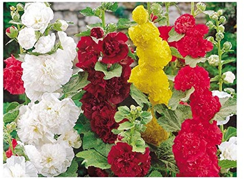 25 Hollyhock Summer Carnival Mixed Seeds - Mixed Colour Alcea Rosea - 25 Seeds