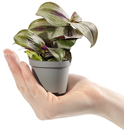 Baby Wanderjude Pflanze Tradescantia Pink Joy Zebrina Geschenk Zimmerpflanze