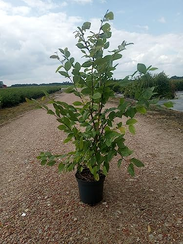 10st. Hainbuchen 80-120cm XXL Buschig im 3L Topf gemessen Heckenpflanzen Carpinus betulus Hecke Weißbuche Gartenhecke Hainbuche Heckenpflanzen