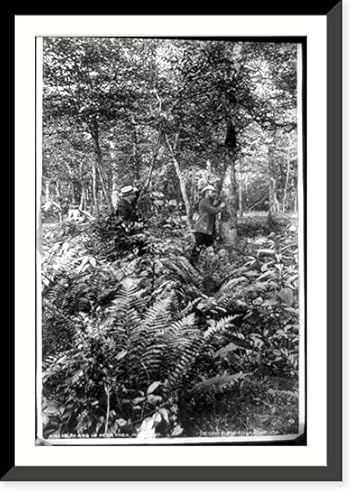 Historic Framed Print, Ferns in Deer Park, Maryland, 17-7/8 x 21-7/8