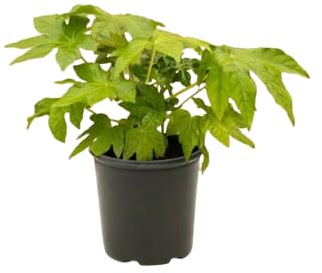 Aralia Japonica Natural Planta de Exterior Resistente Ideal para el Jardín
