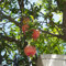 semillas de granado jardín fruto columnar jardín de plantas productos sostenibles plantas interior comprar árboles árboles frutales semillas frutas frutas exóticas macetas fruto en 25pcs