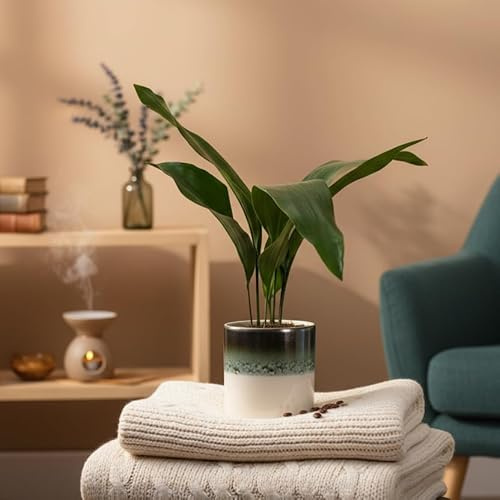 Aspidistra Indoor Houseplant with Ocean Ceramic Pot - Elegant Greenery for Home Decor - Pot Included - Luxe Leaf Plants UK