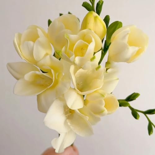 fresias silvestres en el balcón sostenibles de interior 18bulbos