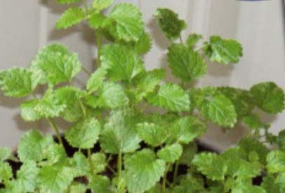 Pcs - 150x Citronnelle Melissa Offincinale Semences Jardin Plantes - Graines K234 Plantes Boutique Samenbank Pfullingen Patrik Ipsa